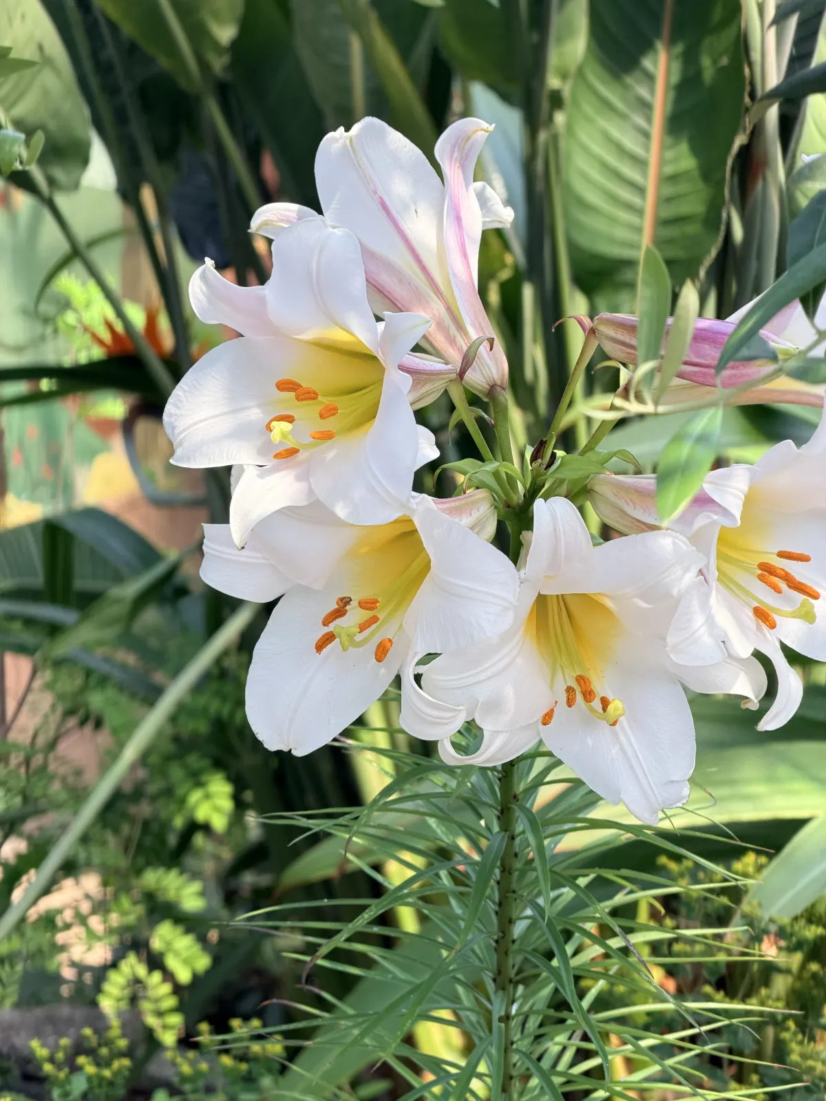 A cluster of white trumpet lilies with yellow throats and orange stamens, pink-flushed buds above them.