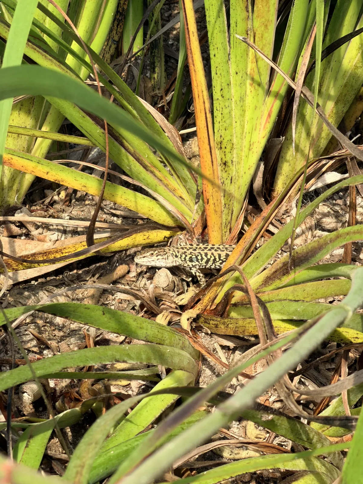 A small speckled lizard basking on dry leaf litter between spiky green and yellow leaves.