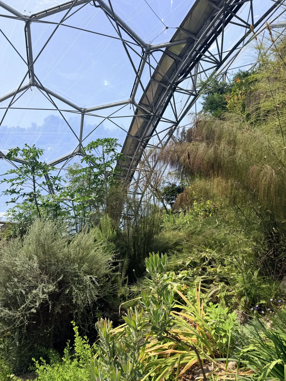 Silvery shrubs and wispy grasses climbing a slope inside a sunlit biome, the steel frame of the dome arching overhead.