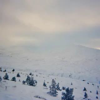 A snow-covered hillside dotted with small pines rising into low cloud, a thin band of warm light on the right horizon.